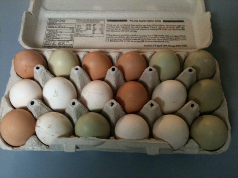 eggs