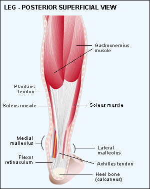 Muscles In Calf