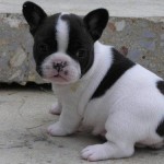 puppy1