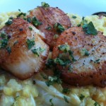 scallops