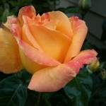 ROSEY