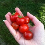 TOMATOES