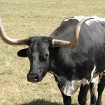 bull