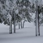 TREES