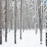 trees