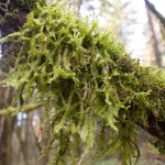 Marquam Trail Hike