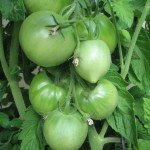 tomatoes
