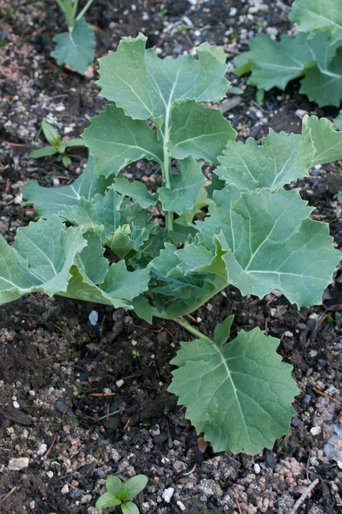 kale